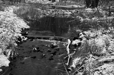 Close-up of water against trees