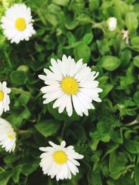 Close-up of white daisy flower