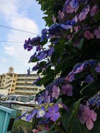 Low angle view of pink flowering plant against sky