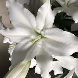 Close-up of white flower blooming outdoors