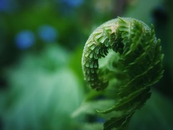 Close-up of fern outdoors