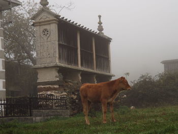 View of a horse standing on field