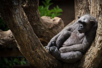 Old chimpanzee sitting in tree