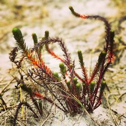 Close-up of fresh plants against blurred background