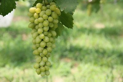 Close-up of berries growing in vineyard