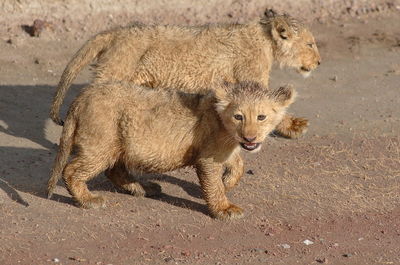 Lion cubs walking on dirt road