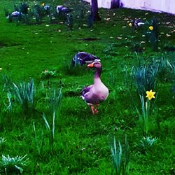 Ducks on purple water in park