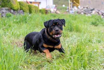 Portrait of a dog