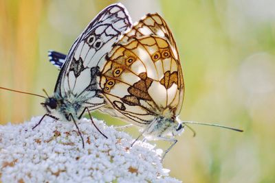 Close-up of butterfly perching on flower