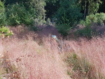 View of bird in forest