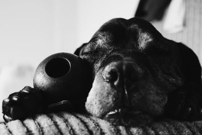 Close-up of dog resting at home