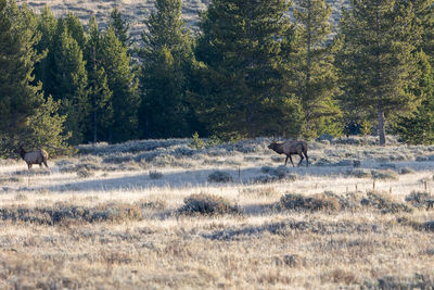 A male elk and