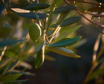 Close-up of plant growing on tree