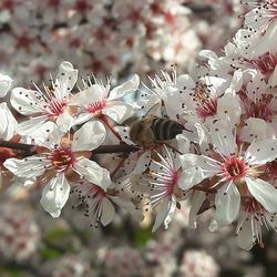 Close-up of white flowers blooming in park