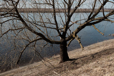 Bare tree on landscape