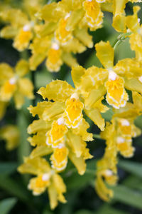 Close-up of yellow flowering plant in park