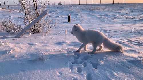 Arctic fox in a natural environment, beyond the arctic circle, where it is always winter