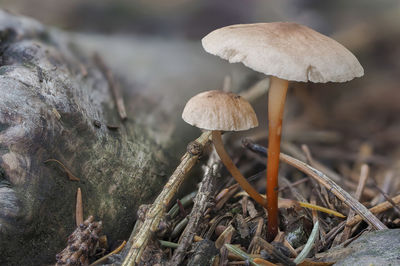 Close-up of mushroom growing on field