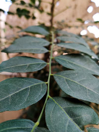 Close-up of leaves