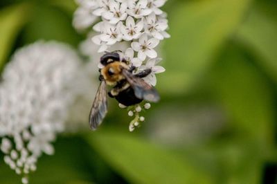 Close-up of bee on flower