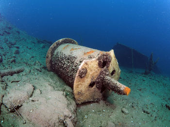 View of an animal swimming in sea