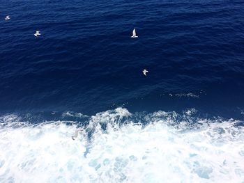 High angle view of seagull flying over sea