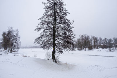 Trees on snow covered field against sky