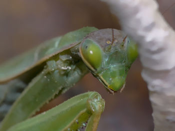 Close-up of insect on leaf