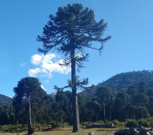 Low angle view of trees on landscape against sky