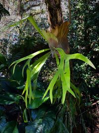 Close-up of plant