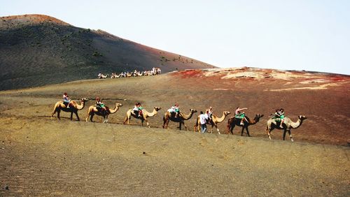 Men riding horses in desert against clear sky