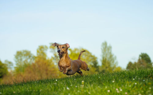 Close-up of dog running over grass field