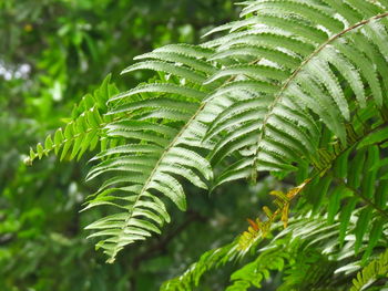 Close-up of wet leaves on tree