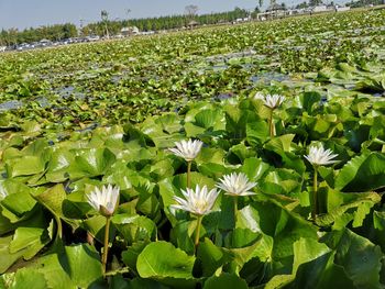 Close-up of lotus water lily in field