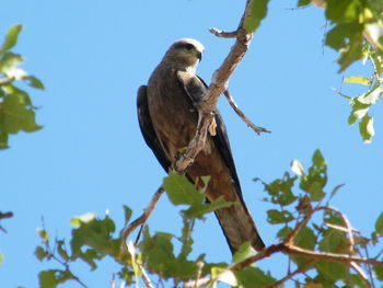 Low angle view of bird perching on tree against sky