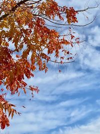 Low angle view of tree against sky during autumn