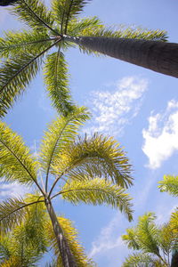 Low angle view of tree against sky