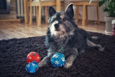 Portrait of dog with ball on rug