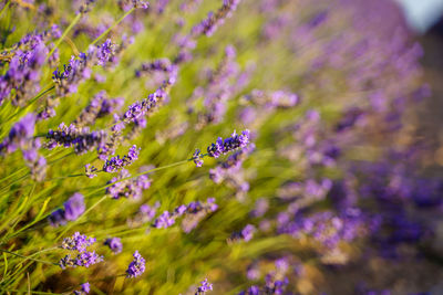 Close-up of insect on purple flowering plant