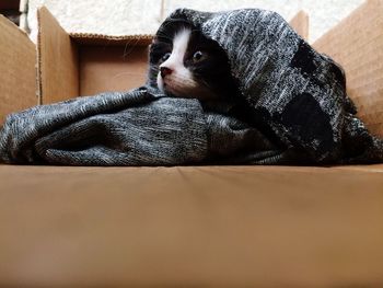 Stray kitten in fabric on cardboard box