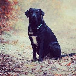 Black dog sitting outdoors