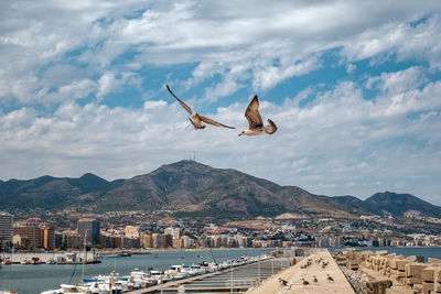 Seagulls flying over harbor in city against cloudy sky