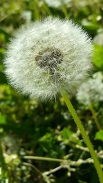 Close-up of dandelion flower