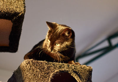 Low angle view of cat looking away