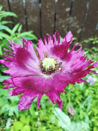 Close-up of pink flower