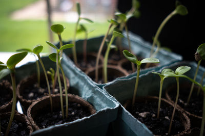 Close-up of garden vegetable sprouts beginning indoors by a window