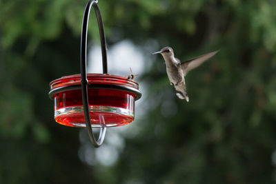 Humming bird approaching bird feeder 