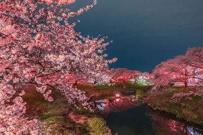 Pink cherry blossom by tree against sky during autumn