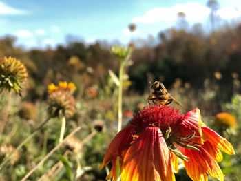 Close-up of bee on flower