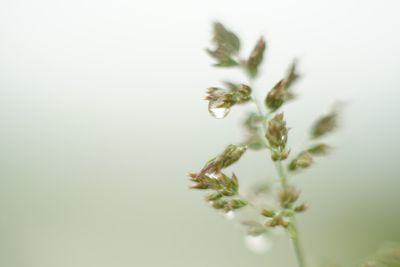 Close-up of plant